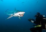 Bega06_Silvertip Shark (Carcharhinus_albimarginatus)